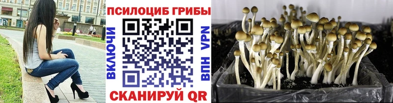 Купить закладки  Кукмор  Галлюциногенные грибы Psilocybe 